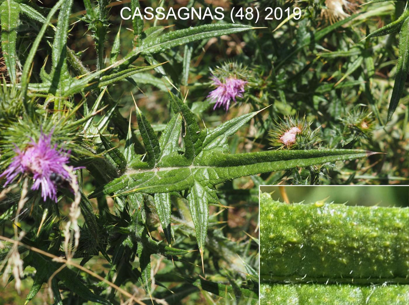 Thistle, Spear leaf